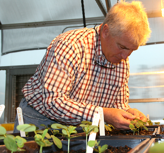 UGA weed scientist Eric Prostko studies sicklepod in a greenhouse on the UGA Tifton Campus in 2015.